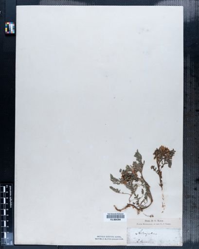 Astragalus