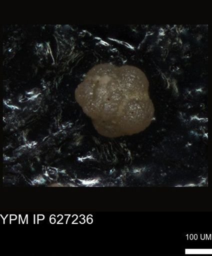 undet. Foraminiferida