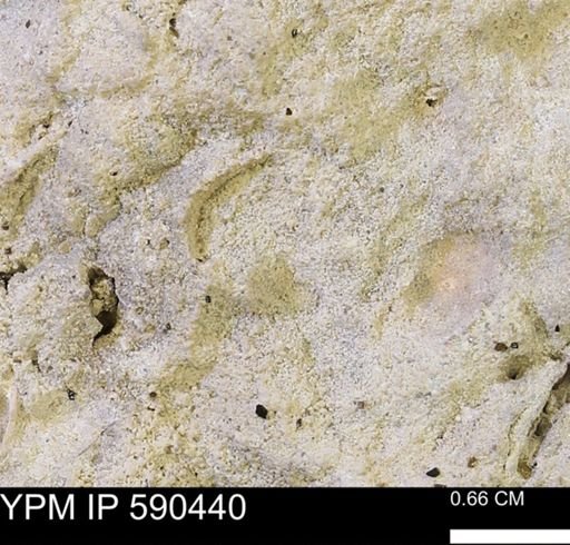 undet. Ammonoidea