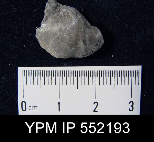 Spirifer radiatus