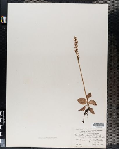 Plantae
