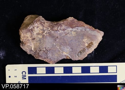 undet. Actinopterygii