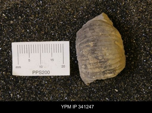 Scaphites sp.