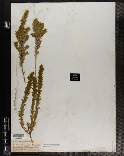 Plantae