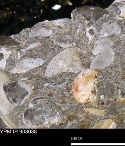 Corbulamella?