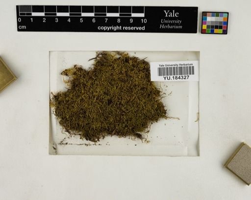Plantae