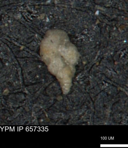 Bimonilina variana