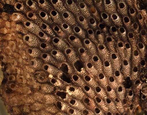 Cryptosula pallasiana