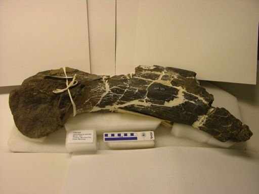 Camarasaurus grandis