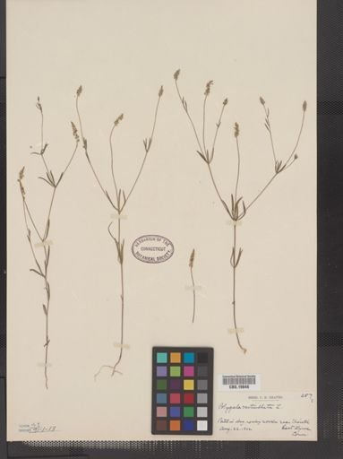 Polygala verticillata