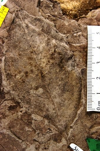 Persites argutus