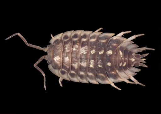 Oniscus asellus