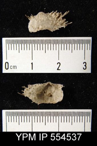 Productella spinulicosta