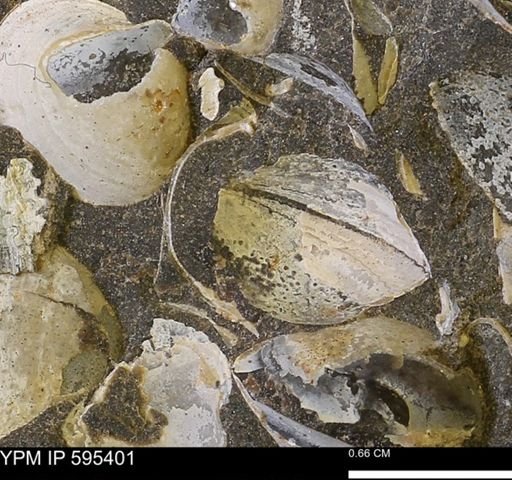 Protocardia sp.