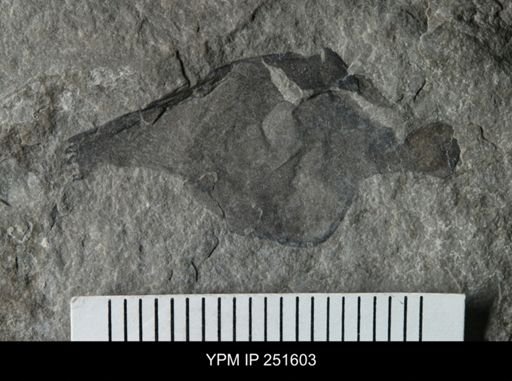undet. Eurypterida