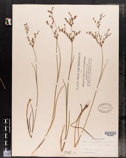 Juncus brachycephalus