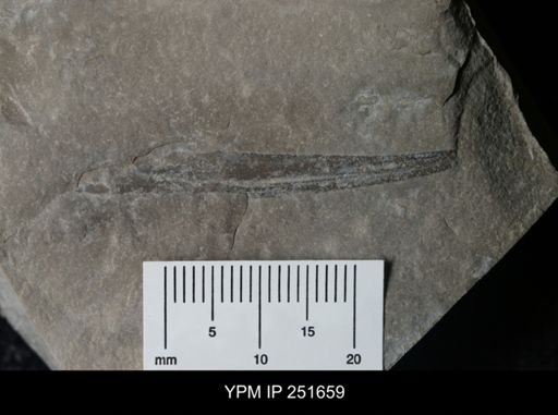 undet. Eurypterida