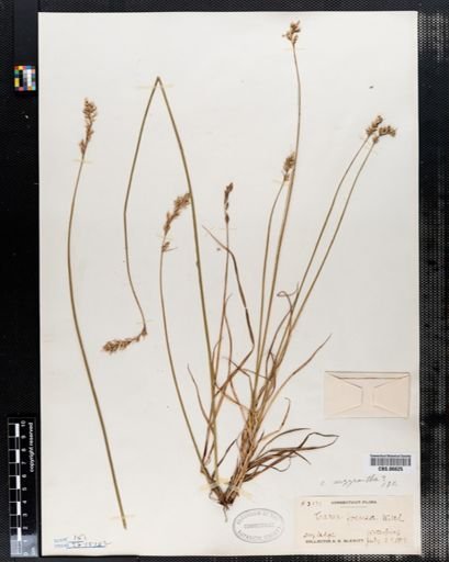 Carex foenea