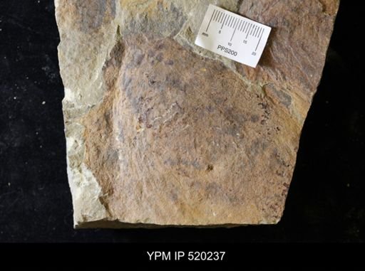 undet. Arthropoda