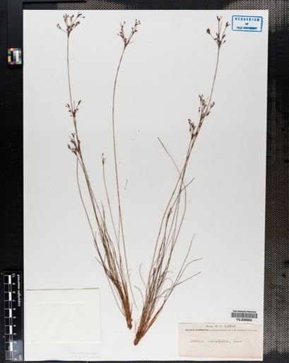 Bulbostylis