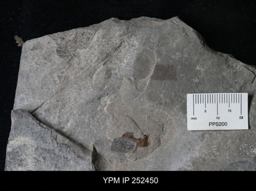 undet. Eurypterida