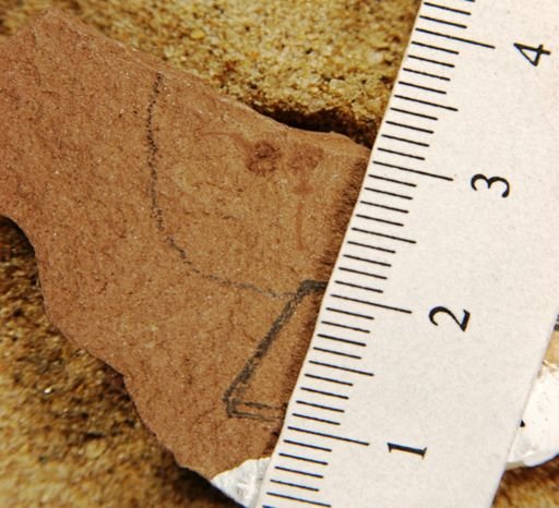 Antholithes sp.