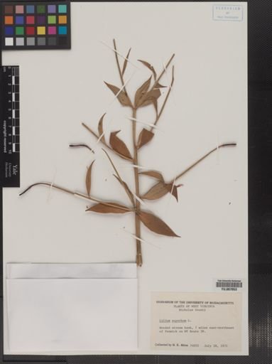 Plantae