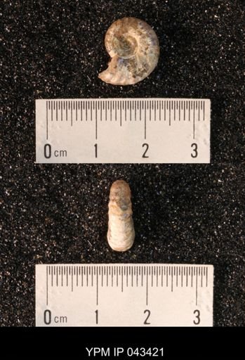 Hoploscaphites nicolletii