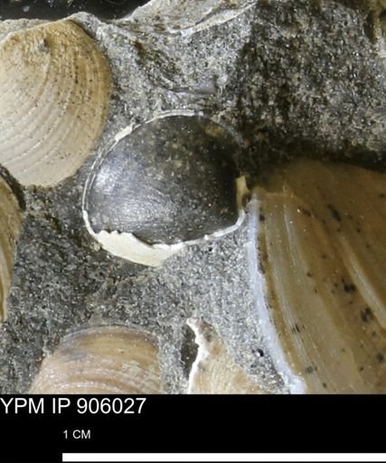 undet. Bivalvia
