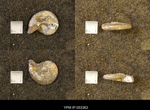 Discoscaphites conradi