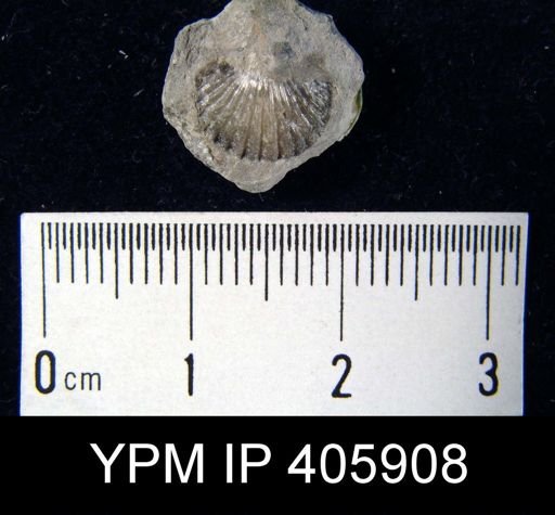 Anoplotheca hemispherica