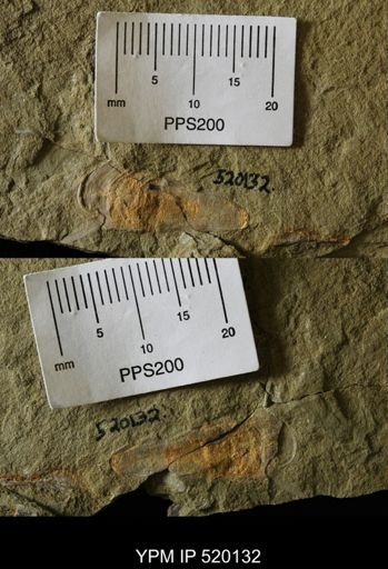 undet. Hyolithida