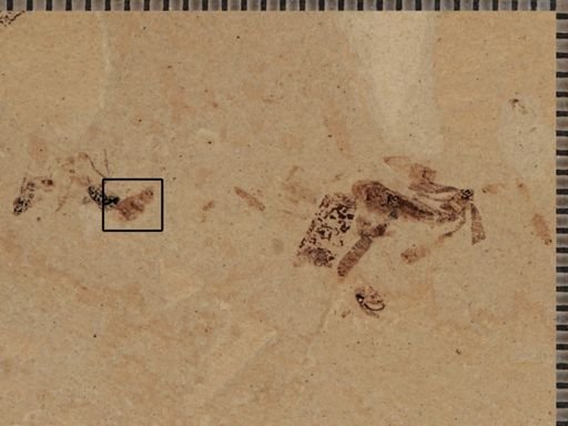 undet. Coleoptera