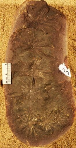 Annularia
