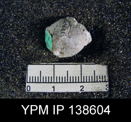 Marginifera echinata