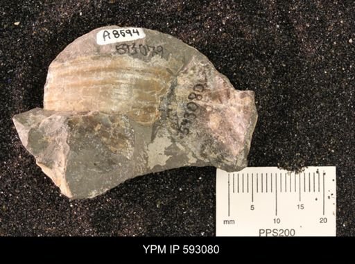 Inoceramus cuneatus