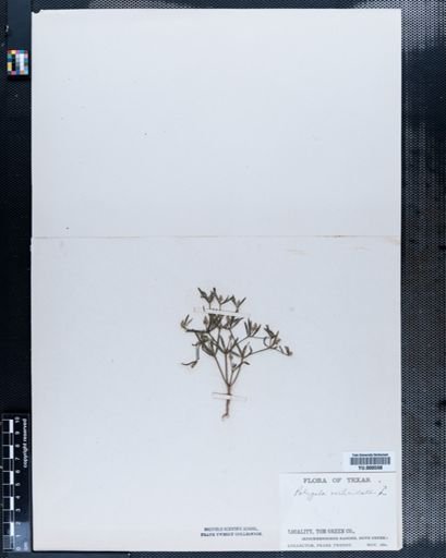 Polygala verticillata