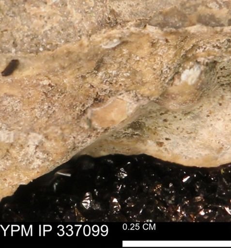 undet. Mollusca