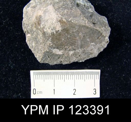 Plethorhyncha pleiopleura
