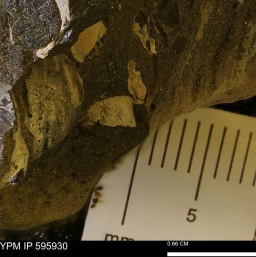 undet. Mollusca