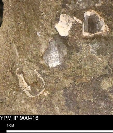 Anomia gryphorhyncha