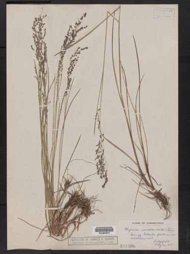 Glyceria striata