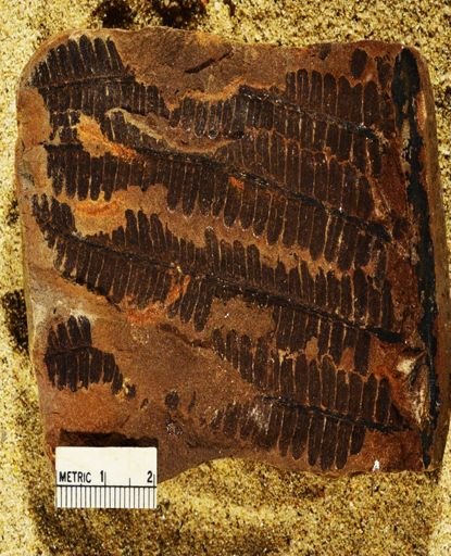 Pecopteris sp.