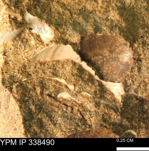 undet. Mollusca