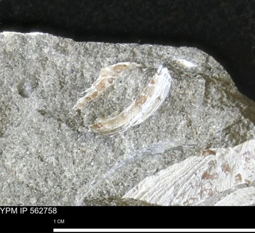 undet. Mollusca