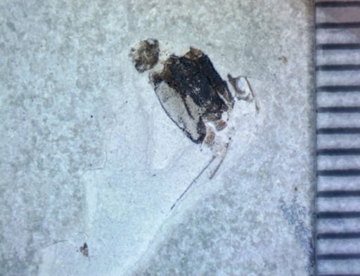 undet. Heteroptera