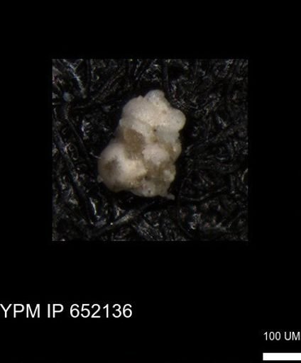 undet. Heterohelicidae