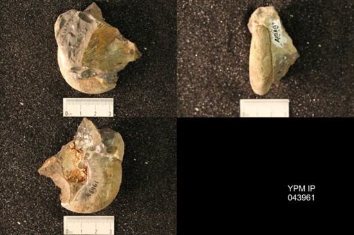 Hoploscaphites nicolletii