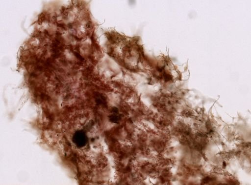 Haliclonidae