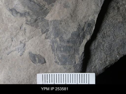 Eurypterida